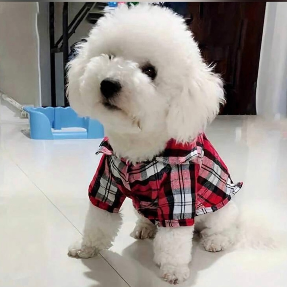 dog or cat pet clothes